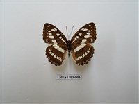 藏品(玄珠帶蛺蝶)的圖片